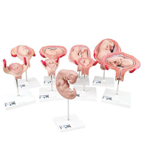 Graviditetsserie Deluxe, 9 enkelte embryo- og fostermodeller