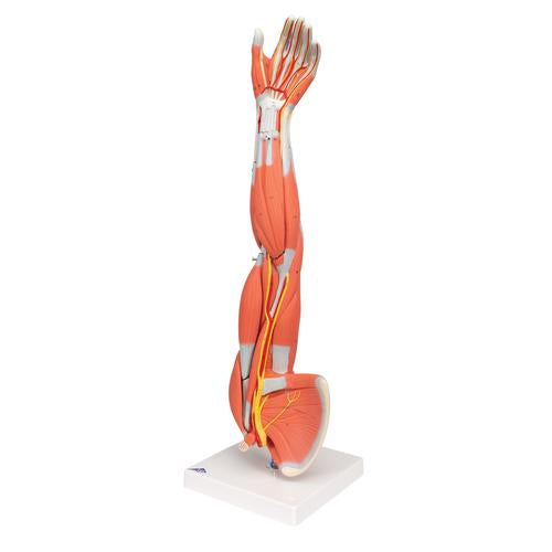 Muskel Arm 6 dele