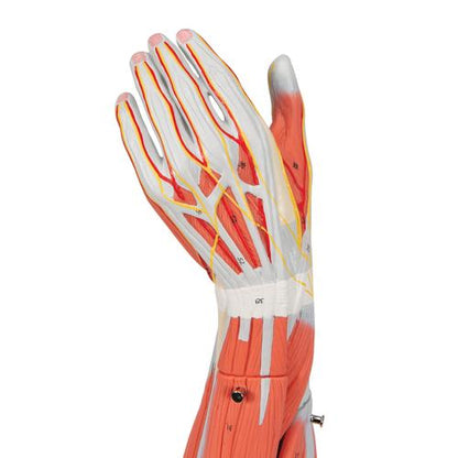 Muskel Arm 6 dele