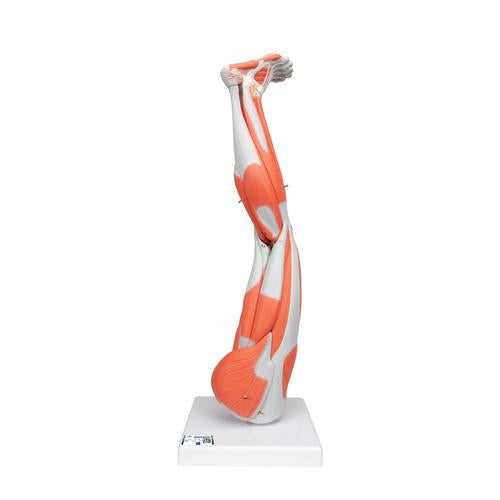 Muskel Ben 9 dele