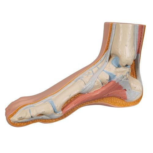 Fodmodel, normal fod – billede 7