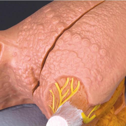 Tunge