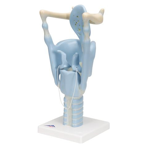 Funktionel strubehovedmodel, 3x naturlig størrelse – billede 6