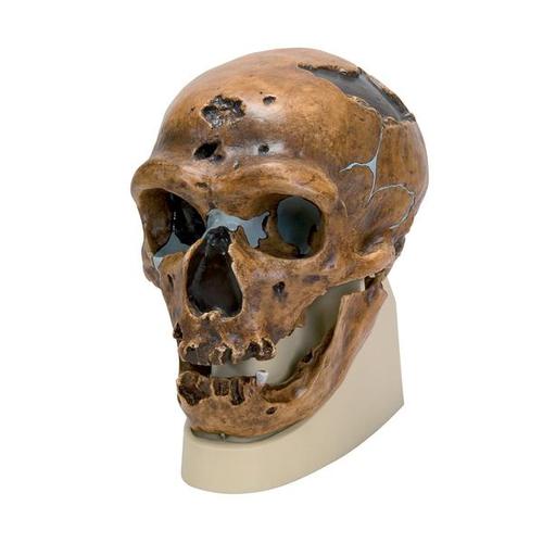 Kranie-replika Homo neanderthalensis (La Chapelle-aux-Saints 1)