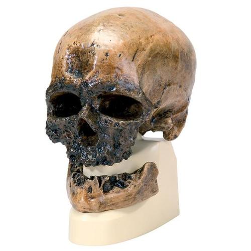 Kranie-replika Homo sapiens (Cro-Magnon)
