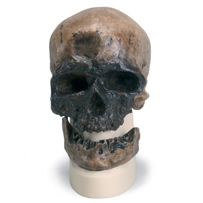 Kranie-replika Homo sapiens (Cro-Magnon) – billede 2