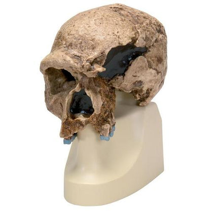Kranie-replika Homo steinheimensis (Berkhemer, 1936)