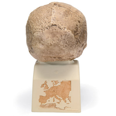 Kranie-replika Homo steinheimensis (Berkhemer, 1936) – billede 2