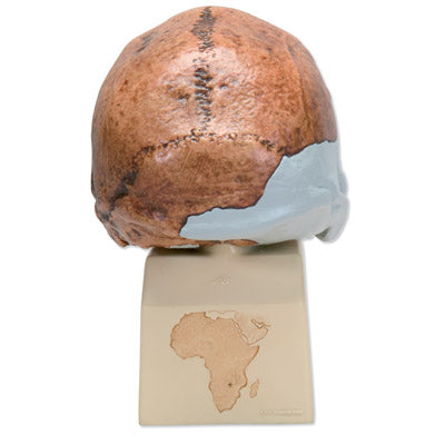 Kranie-replika Homo rhodesiensis (Broken Hill, Woodward, 1921) – billede 2