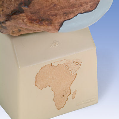 Kranie-replika Homo rhodesiensis (Broken Hill, Woodward, 1921) – billede 3