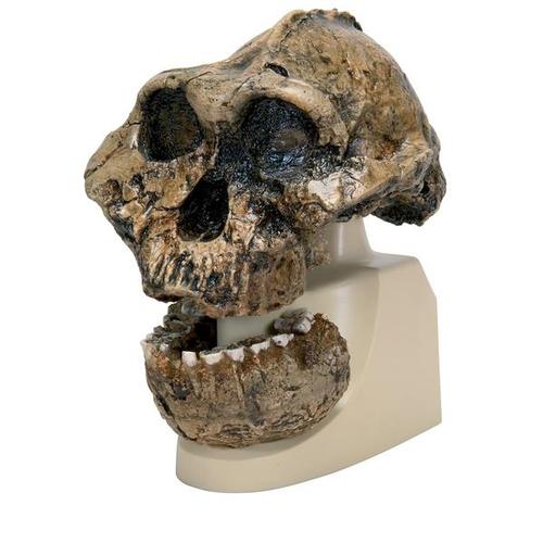 Kranie-replika Australopithecus boisei (KNM-ER 406 + Omo L7A-125)
