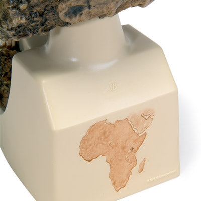 Kranie-replika Australopithecus boisei (KNM-ER 406 + Omo L7A-125) – billede 2