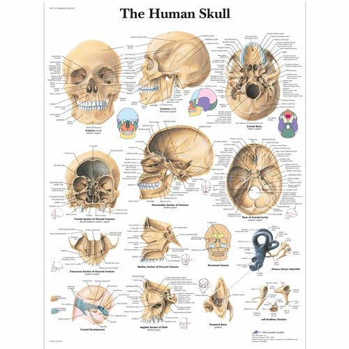 Anatomisk planche: Kraniet, papir