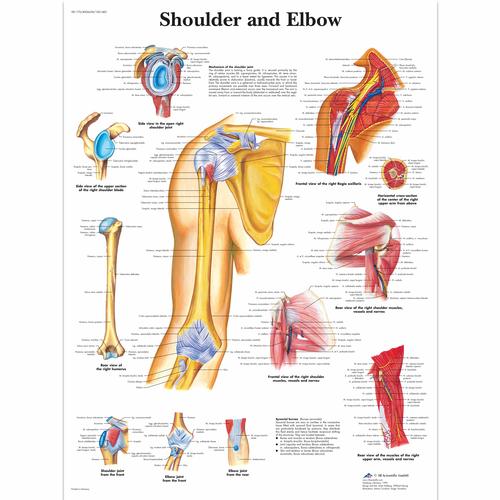 Anatomisk planche: Skulder og albue, lamineret