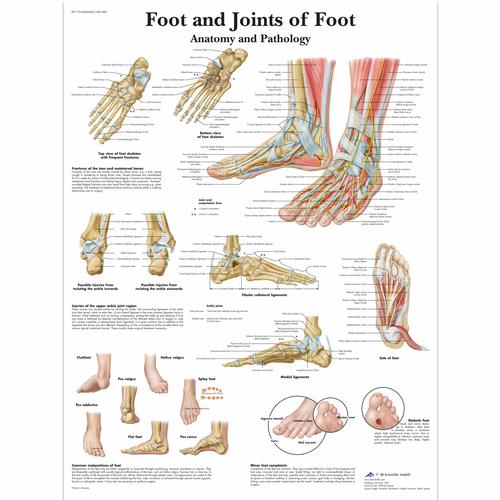 Anatomisk planche: Foden og fodens led – anatomi og patologi, lamineret