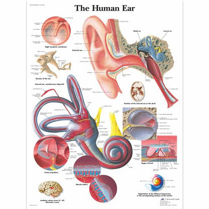 Øret, Anatomisk Plakat