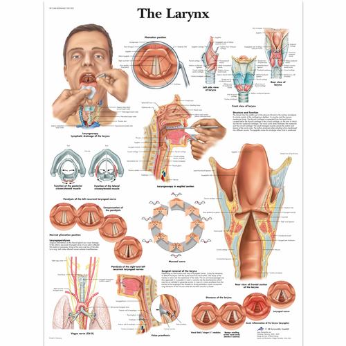 Anatomisk planche: Strubehovedet, papir