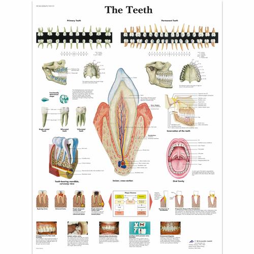 Anatomisk planche: Tænderne, lamineret