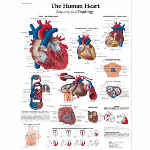 Anatomisk planche: Hjertet – anatomi og fysiologi, papir