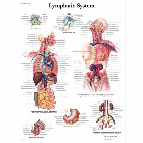 Anatomisk planche: Lymfesystemet, lamineret