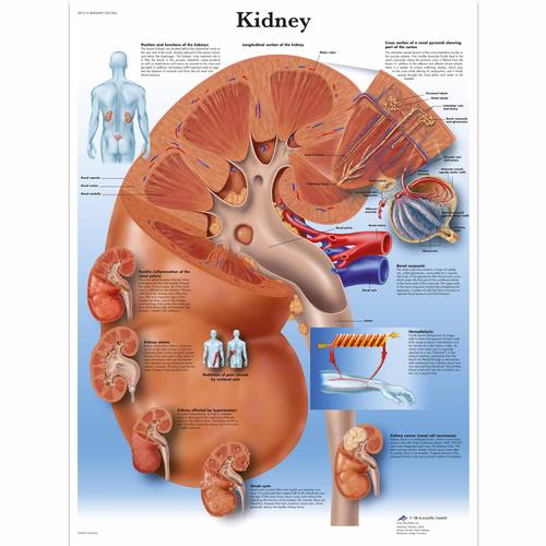 Anatomisk planche: Nyren, papir
