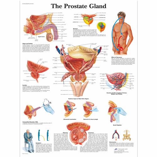 Anatomisk planche: Prostata, papir
