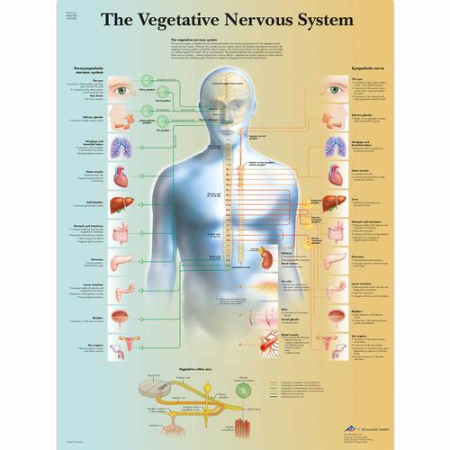 Anatomisk planche: Det autonome nervesystem, papir