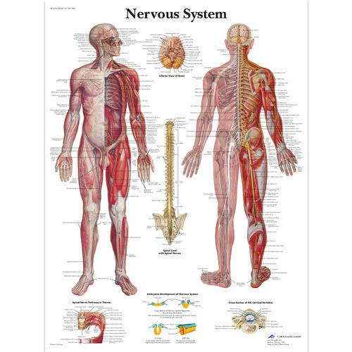 Nervesystemet - Plakat UK