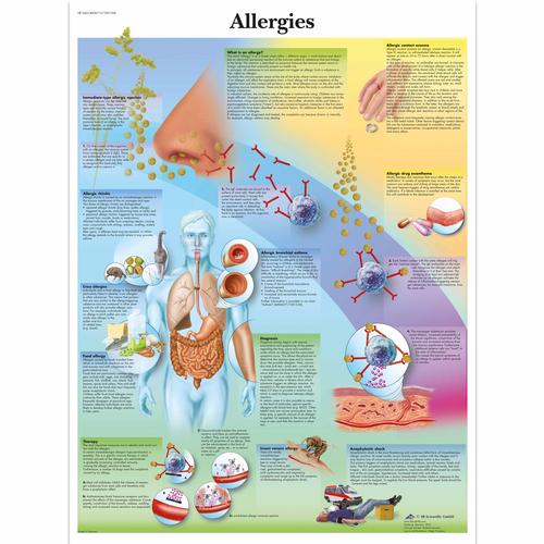 Anatomisk planche: Allergier, papir