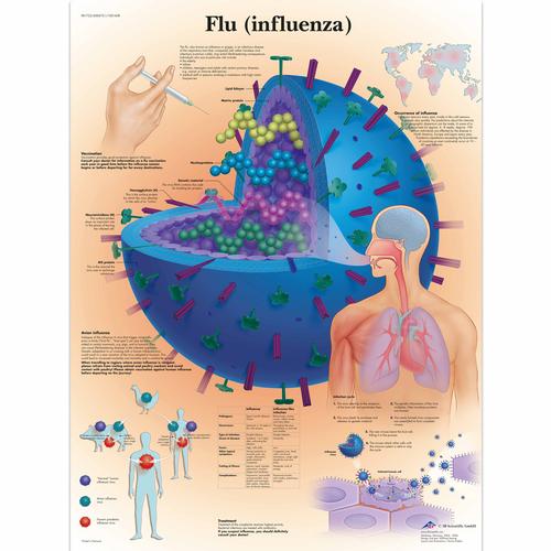 Anatomisk planche: Influenza, papir