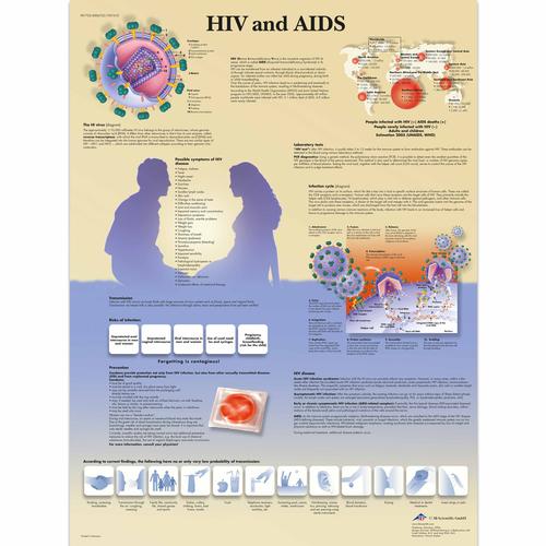 Anatomisk planche: Hiv og aids, papir