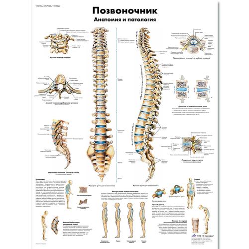 Anatomisk planche: Rygsøjlen, lamineret med metaløjer