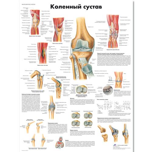 Anatomisk planche: Knæleddet, lamineret med metaløjer