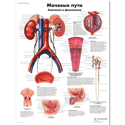 Anatomisk planche: Urinvejene – anatomi og fysiologi, lamineret med metaløjer