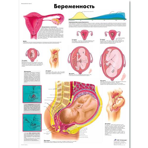Anatomisk planche: Graviditet, lamineret med metaløjer