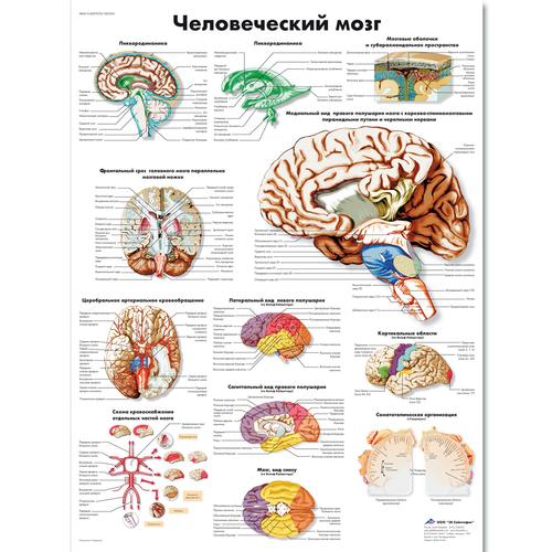 Anatomisk planche: Hjernen, lamineret med metaløjer