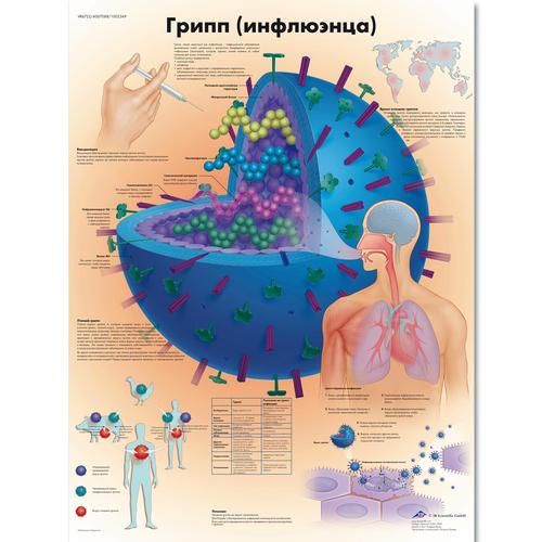 Anatomisk planche: Influenza, lamineret med metaløjer