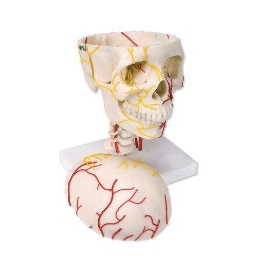 Neurovaskulær kraniemodel
