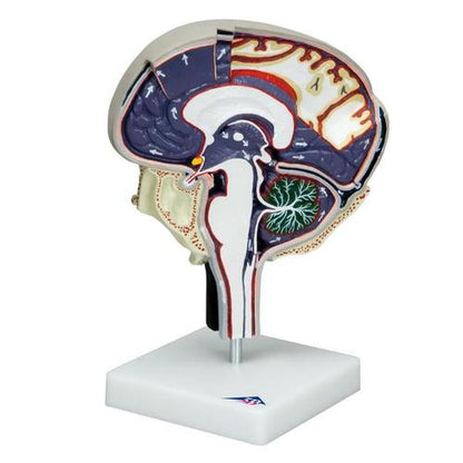 Model af cerebrospinalvæskens cirkulation