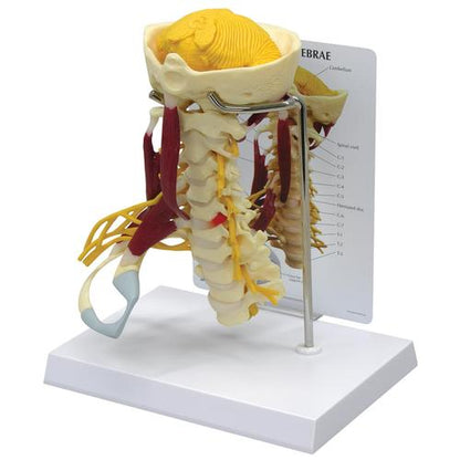 Deluxe muskulær halshvirvelsøjle – anatomisk model