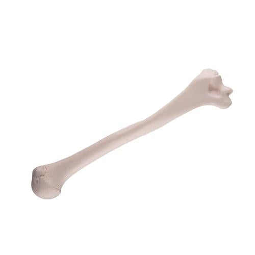 Överarmsbenet (humerus) Överarmsbenet