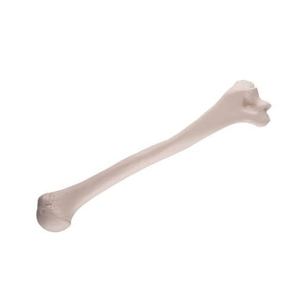 Överarmsbenet (humerus) Överarmsbenet