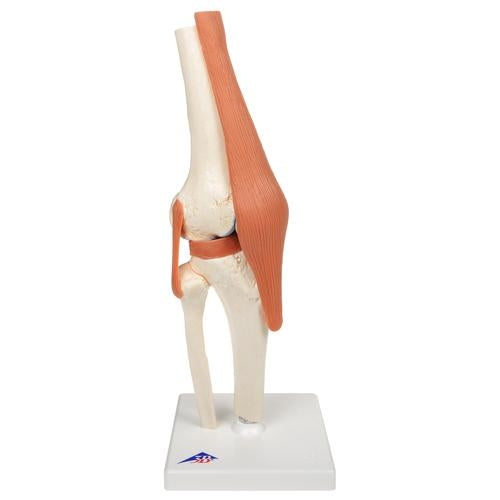 Knä med ligament och markerat brosk