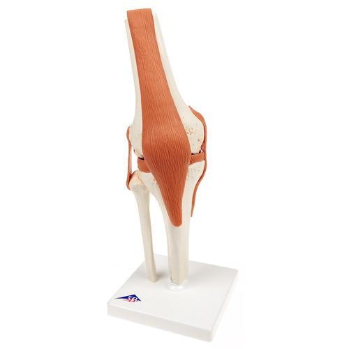Knä med ligament och markerat brosk