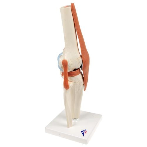 Knä med ligament och markerat brosk