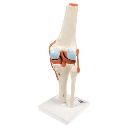 Knä med ligament och markerat brosk