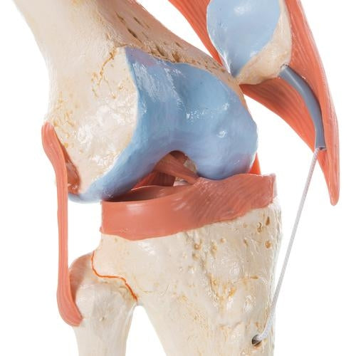 Knä med ligament och markerat brosk