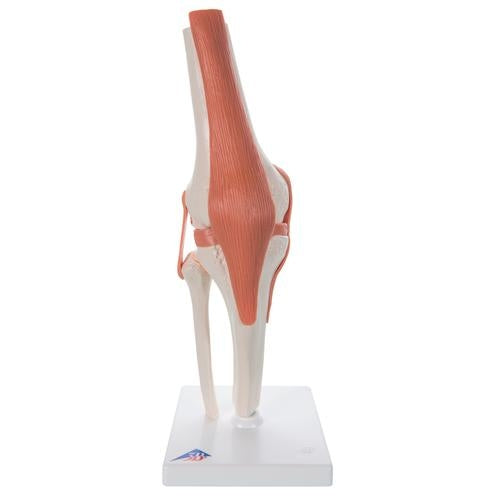Knä med ligament