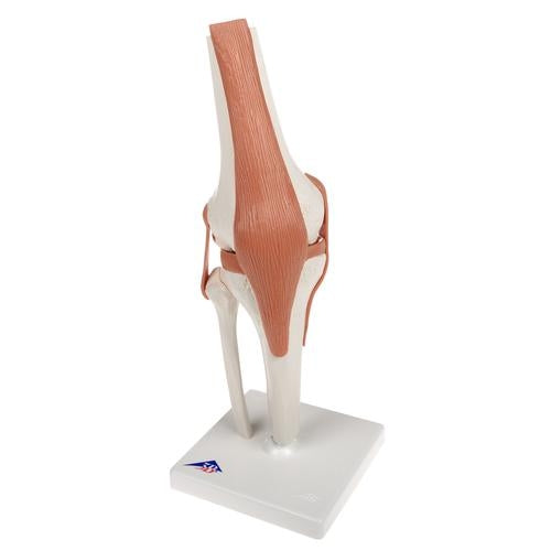 Knä med ligament