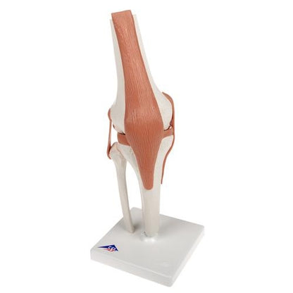 Knä med ligament